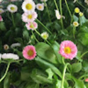 Meet your Posher, Riley